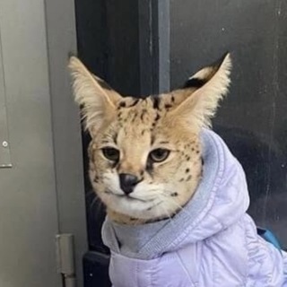 Telegram profile photo for Зурик, заткнись.