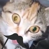 Telegram profile photo for Всратые мохнатые усы