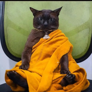 Telegram profile photo for Маркетинг и котики правят миром