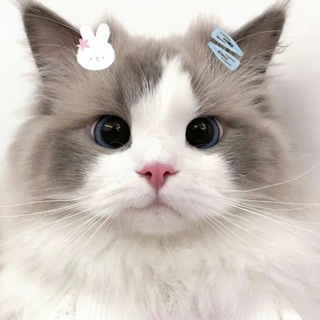 Telegram profile photo for 一路走到黒