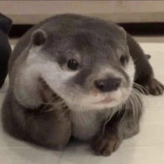 Telegram profile photo for KOTARO PORTAL