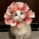 Telegram profile photo for 三猫集团公户专线