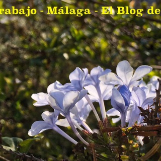 Telegram profile photo for Blog Empleo - Málaga