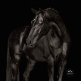 Telegram profile photo for Конезавод LFOD