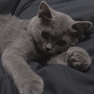 Telegram profile photo for 业务频道-猫太