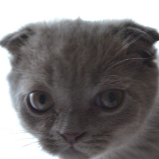 Telegram profile photo for nastea.shy?