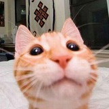 Telegram profile photo for милашные котятки