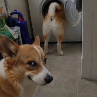 Telegram profile photo for Shit Meme's 🔞