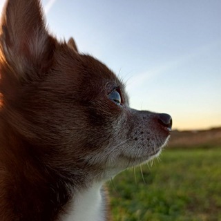 Telegram profile photo for 🐶коричневый нос, белые лапы🐾