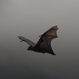 Telegram profile photo for Tierflugzeug