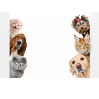 Telegram group profile photo for 🐶🐈 Собачники Люблино