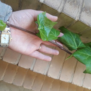 Telegram profile photo for پندک/معصومه مرادی
