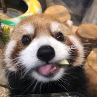 Telegram profile photo for валяшка дурашка zzZ