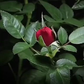 Telegram profile photo for گلشن شعر و ادب