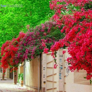 Telegram profile photo for picturegood1 یک تصویر خوب