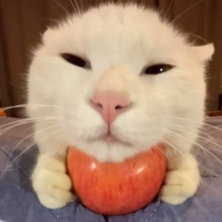 Telegram profile photo for XQC Retard | 公益机场