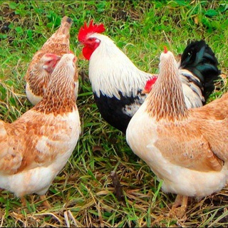 Telegram profile photo for π¦
πππ¦π£Γzbekiston parandallar bozori N1 24/7 ππ¦
π¦π£