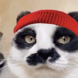 Telegram profile photo for ОТАКОТ 🐾