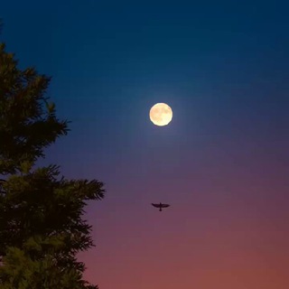 Telegram profile photo for Moonlight | Ads