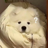 Telegram profile photo for Samoyeddeu!