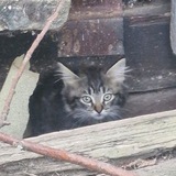 Telegram profile photo for 4 котенка с дач (2 чб, сибиряк и серо белый)