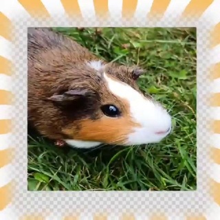 Telegram profile photo for Логово Эрис