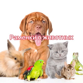Telegram group profile photo for РАМЕНКИ о животных