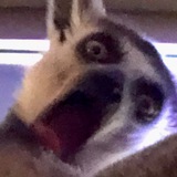 Telegram profile photo for Лумур-мемы