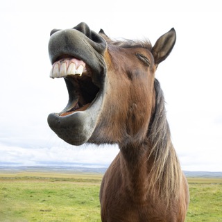Telegram profile photo for Lach doch mal mit Hans