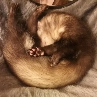 Telegram profile photo for r/Ferrets