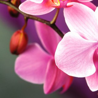 Telegram profile photo for رعنا