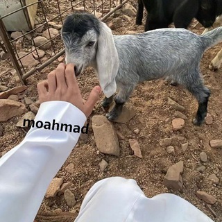 Telegram profile photo for قصيد