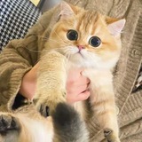 Telegram profile photo for 【官方】🚀鱼崽工作室🐠TG群发软件视频教程主频道