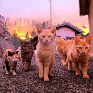 Telegram profile photo for gatunos - chat