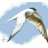 Telegram profile photo for Birds_of_bushehr