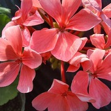 Telegram profile photo for Geranium
