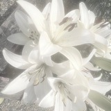Telegram profile photo for 𝓡eports