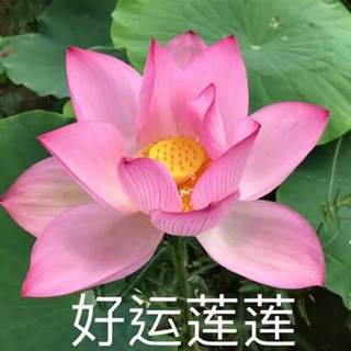 Telegram profile photo for 社区导航中心