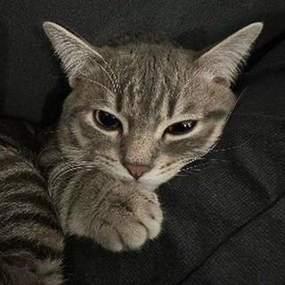 Telegram profile photo for Alp's Private