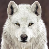 Telegram profile photo for White Wolf