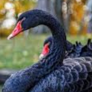 Telegram profile photo for Нашествие чёрных лебедей
