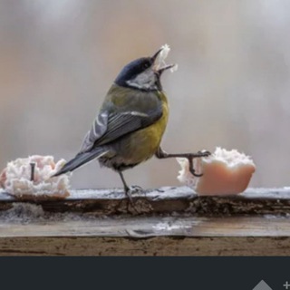 Telegram profile photo for Мемы ebobo