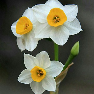 Telegram profile photo for فروش آنلاین گل نرگس