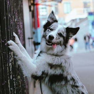 Telegram profile photo for speed in marble lighting