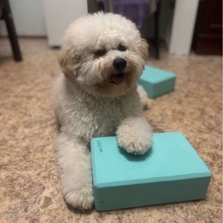 Telegram profile photo for bishon.dzuba🐩