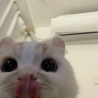 Telegram profile photo for че за меалф