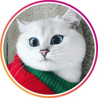 Telegram profile photo for Кошки | Котики 🐈