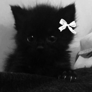 Telegram profile photo for Звёзды от лучших💐💗