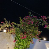Telegram profile photo for سَجى