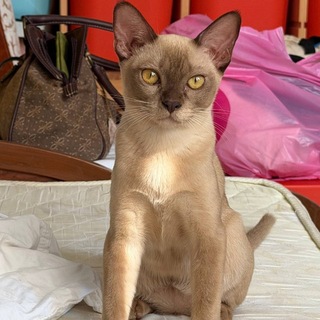 Telegram profile photo for Милые котики 777 |и играем в Roblox